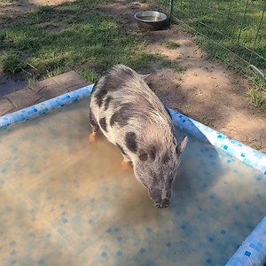 Polly made the pool her public restroom. 🤣 It is instict for pigs to pee and some even poop in water to hide their scent from predators that could be tracking them. It's not often but sometimes Polly pees in the pool. 🤭🙃 | Polly the Performing Princess Pig
