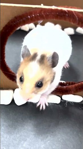 kia soul hamster commercial