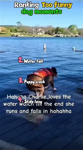 Dogs being clumsy today #shorts #dog #funnydog #cutedog