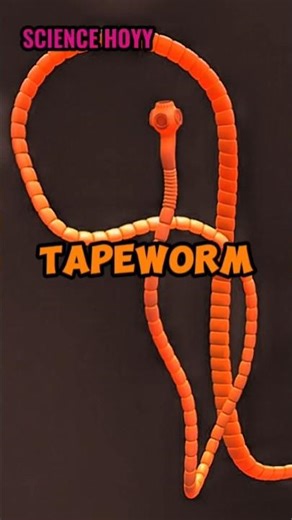 How Does The Beef Tapeworm Cycle Through Humans And Cattle? #shorts #sciencefacts