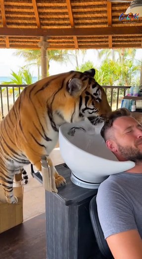 4.7K views · 19 reactions | My resort came with a very hands-on spa experience #spa #resortlife #tiger #haircare #vacation | Wildly Fun | Facebook
