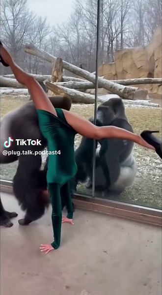 Gorilla Reacts Funny to Handstand Attempt