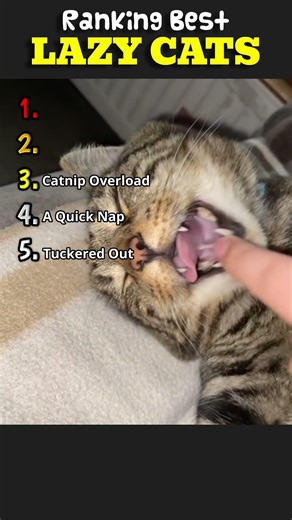 Ranking The Funniest Lazy Cats Moments! 😂