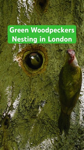 Green Woodpeckers Nesting in London
