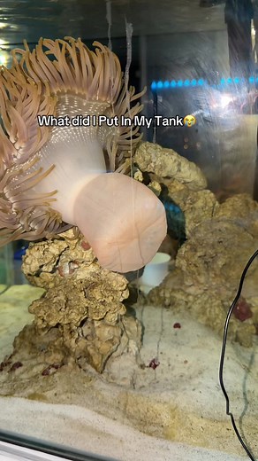 Fish are staying far away #clownfish #saltwateraquarium #aquariums #saltwatertank #coralreef