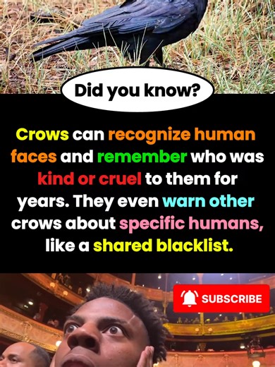 Crows and Their Incredible Memory of Human Faces