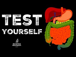 GCSE Science Biology Enzymes and Digestion - Test Yourself