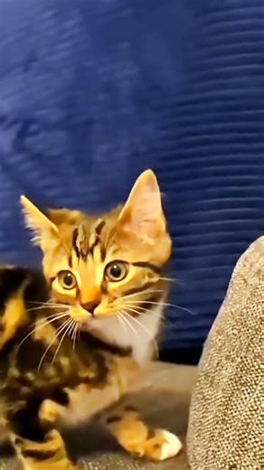 BEST CAT SCREAMS AND YELLS COMPILATION! #catsounds #screaming #yell #funnycatvideos