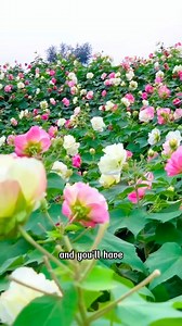 Plant Rose Hibiscus Mutabilis and thank me later, because this flower will treat you to a magical color changing show | SRK