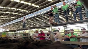 Local buyers dominate Naracoorte store cattle sale ahead of forecast rain