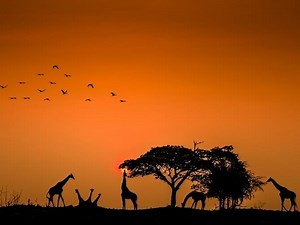 Dallas Zoo Giraffe ‘Jesse' Passes Away, Marking Zoo's 3rd Giraffe Death This Month