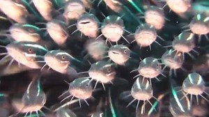 1.8M views · 4.3K shares | Did you know: Catfish can grow up to 15 feet (4.5 meters) long! | National Geographic | Facebook