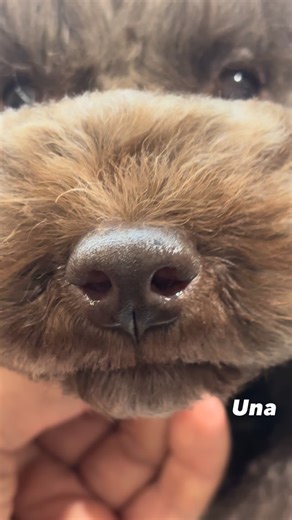 Una #asianstylegrooming #poodle | IM dog grooming & spa