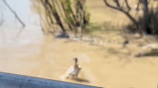 Crocodile’s Jaw-Dropping Tree Climb to Escape Male Rival