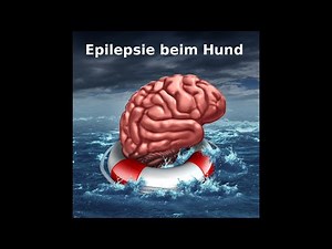 Epilepsie beim Hund