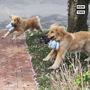 Meet Buddy and Barley, the adorable ‘brew dogs’ delivering beer during social distancing 🍺🐶 | NowThis