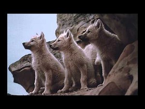 Aghani charkia piste 11