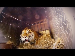 The Moment Of Freedom! A Compilation Of Animals Being Released Back Into The Wild