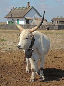 Hungarian Grey cattle - Alchetron, The Free Social Encyclopedia