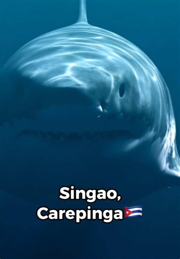 Diving into Caribbean & Latino Culture