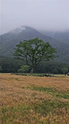 통도사의 몽환적 황금보리밭 #통도사 #보리밭 #황금보리밭