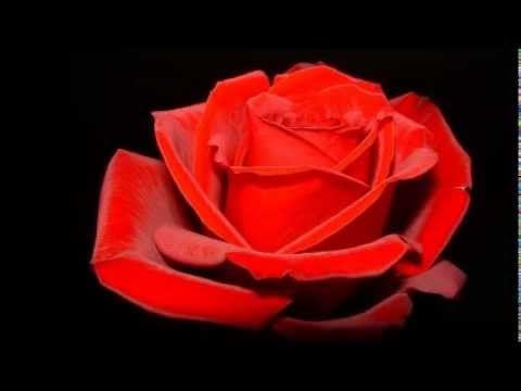 Elton John - Believe
