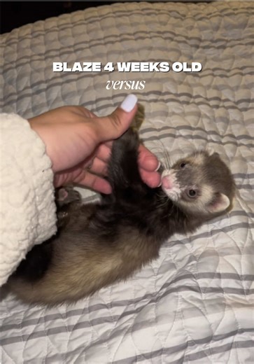 The Journey of a Ferret: From Baby to Adult