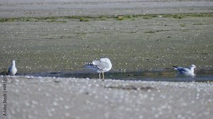 Seagull scratches itself with its paw and spreads its wings flapping on a beach. Close-up shot with selective focus