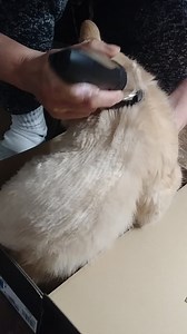 Watch cat haircut on Amazon Live