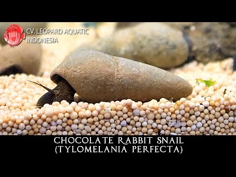 The ONE AND ONLY Chocolate Rabbit snail! (Leopard Aquatic W028A)