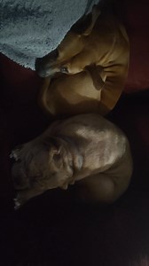 Here ya go for anyone dropping by thinking I am the crystal in jail I am not an here's my spoiled ass freeloaders 🤣😂 | Crystal Clark