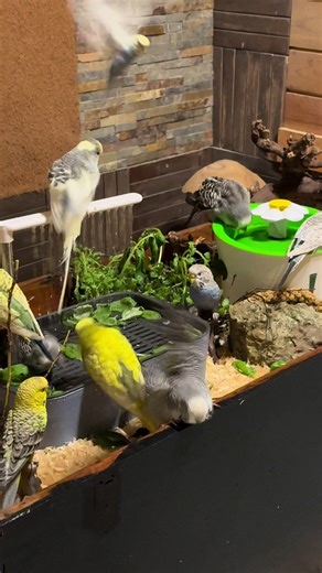 How to Give Your Bird a Shower