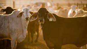 Livestock: Ag Drones - Innovative livestock tracking technology