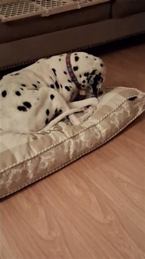 Happy New Year's Eve everybody!!🥳🎉🎊😻🐶♥️💕