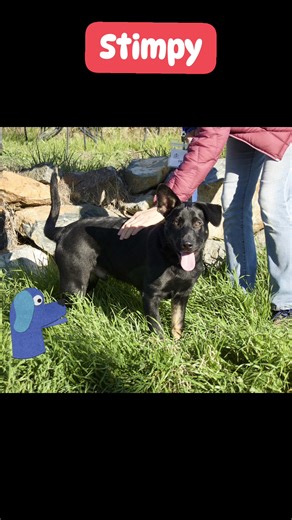 2.2K views · 44 reactions | This little charmer is Stimpy. His big smile and adorable ears make him very irresistible! Stimpy is a great pup and he plays well with other dogs. If you'd like to meet Stimpy, please visit sammiesfriends.org/pre-adoption-questionnaire or email erica@sammiesfriends.org | Sammie's Friends | Facebook