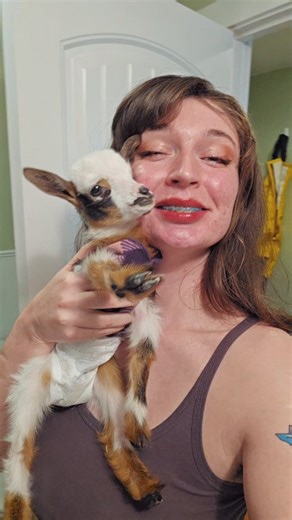 Seedbug on Instagram: "A 4 week old Nigerian Dwarf goat typically weighs between 7 and 15 pounds. Laura is 3.5 weeks old and still weighs only 2 pounds 🤷‍♀️ she's hungry, active, and doesnt appear underweight (as in too thin). I guess she's just going to be very smol."