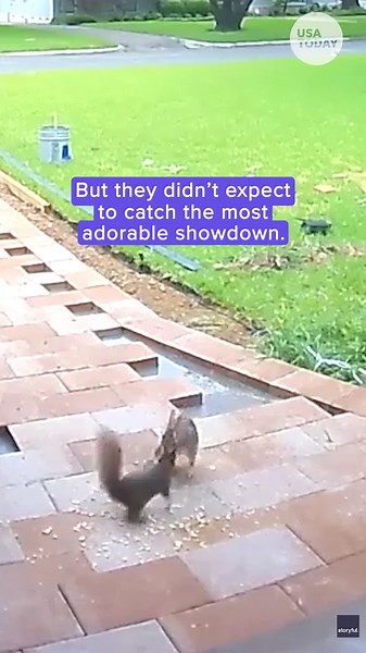 See a rabbit and a squirrel have the most adorable duel over food