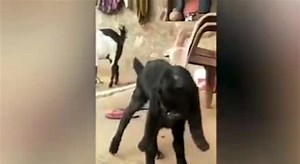 Capra con faccia umana, in India è venerata come un «avatar di Dio»