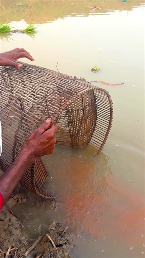 22K views · 56 reactions | Primitive Fishing in Village Canal | MR Fishing Life | Facebook