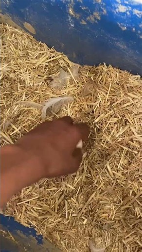 “Aaj sab desi murghay azad kiye 🐔🔥 aur ek fresh anda mil gaya!”