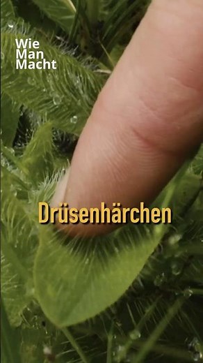 Protective Spells, Rituals, and Medicinal Plant: Hawkweed Is an Edible Wild Plant!