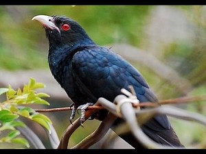 Asian Koel Cuckoo Calling loudly