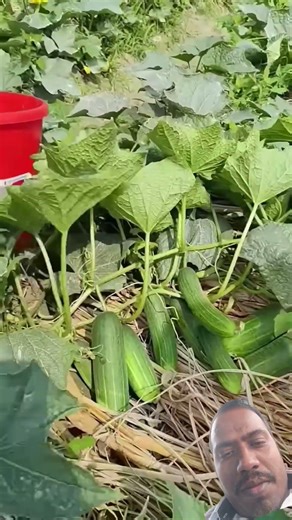 Cucumber harvest #farming #smartfarming #agriculture #cucumberflower #satisfying