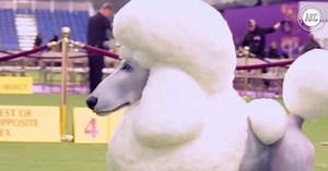 644K views · 133 reactions | From concept to display at the Westminster Kennel Club Dog Show, watch this pawesome Poodle cake come to life. | American Kennel Club | Facebook