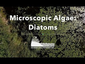 Microscopic Algae: Diatoms