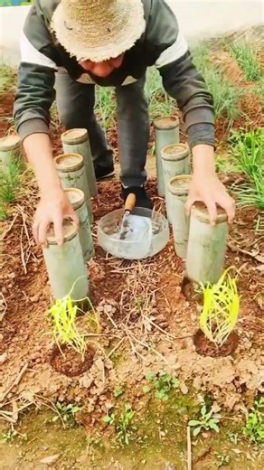 Techniques for planting chives to harvest the young leaves #farming #shorts
