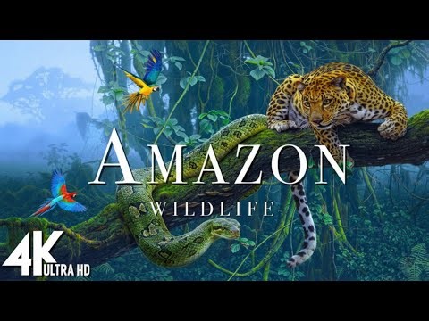 The Most Mysterious Place on Earth | Strange Facts About Amazon Rainforest