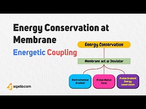 Energetic Coupling | Energy Conservation at Membrane | Metabolism Biochemistry | V-Learning™