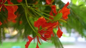 Bright red flower of Delonix regia blossoming tree