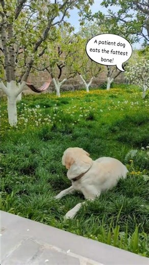 A patient dog eats the fattest bone!